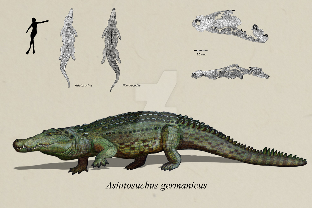 Asiatosuchus from Issel by Hoatziraptor on DeviantArt