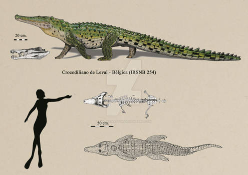 Leval crocodilian (Asiatosuchus depressifrons?)