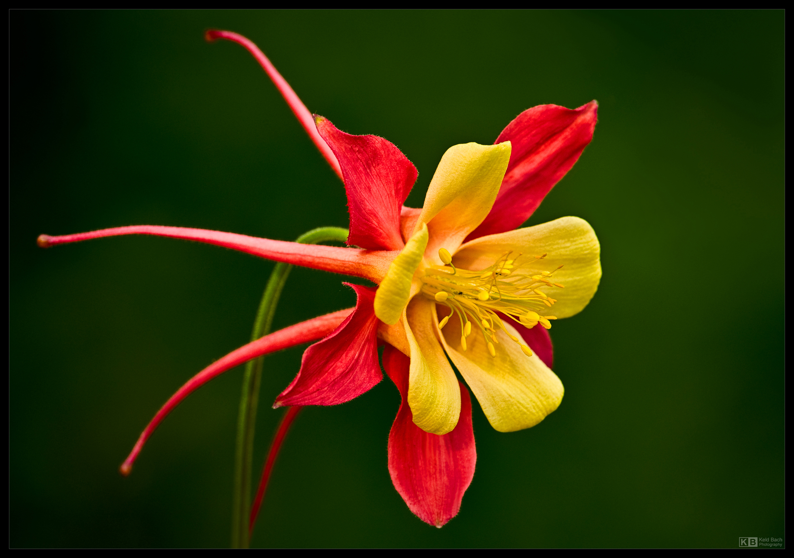 Pretty Rose Red Aquilegia