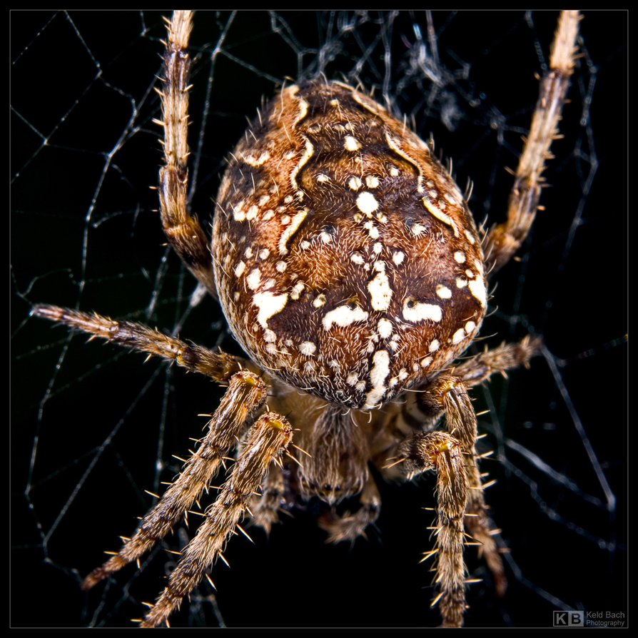 Garden Spider