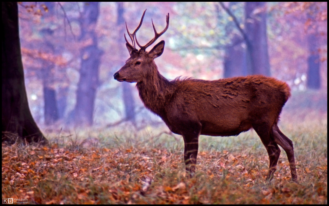 Red Deer