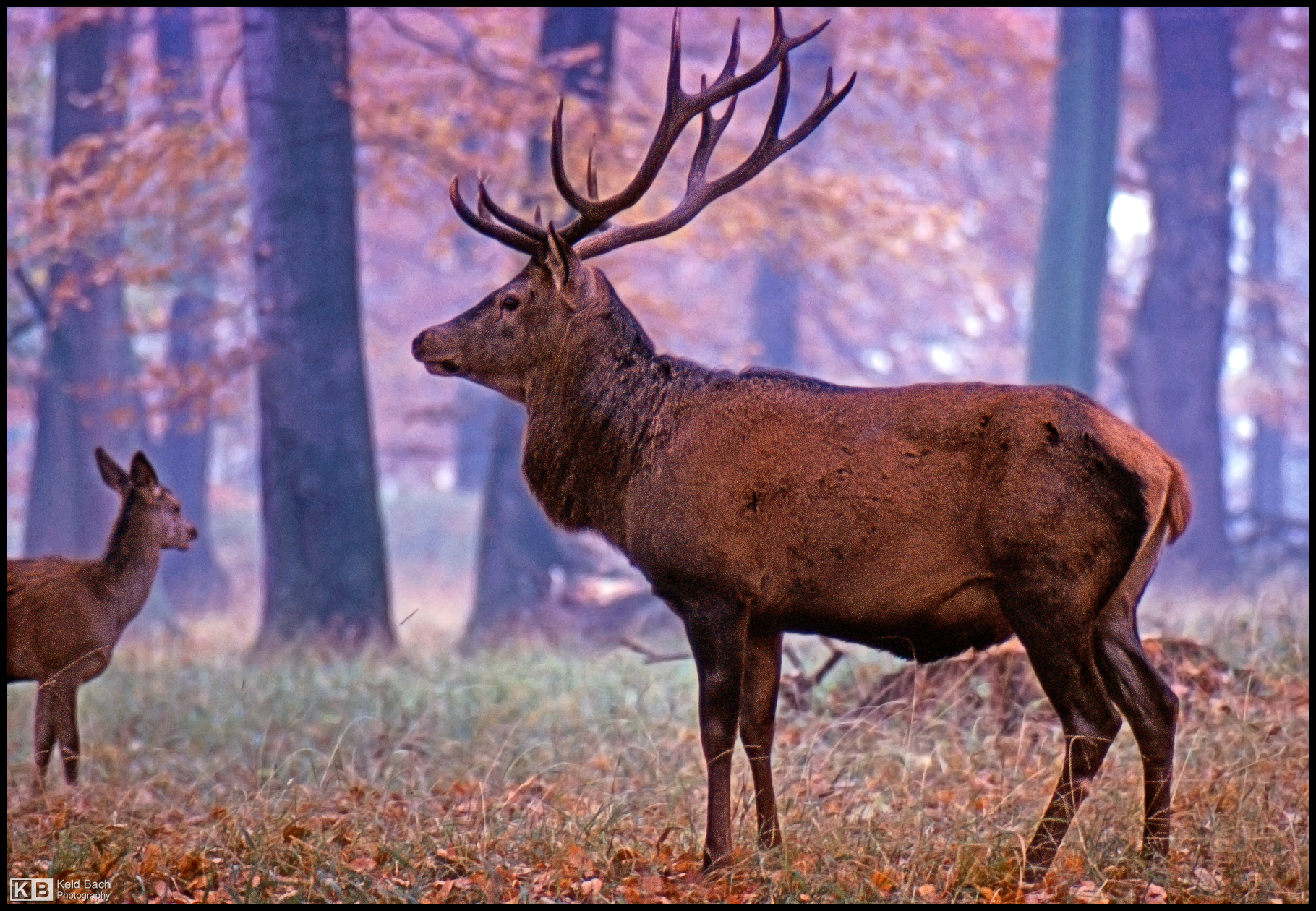 Red Deers