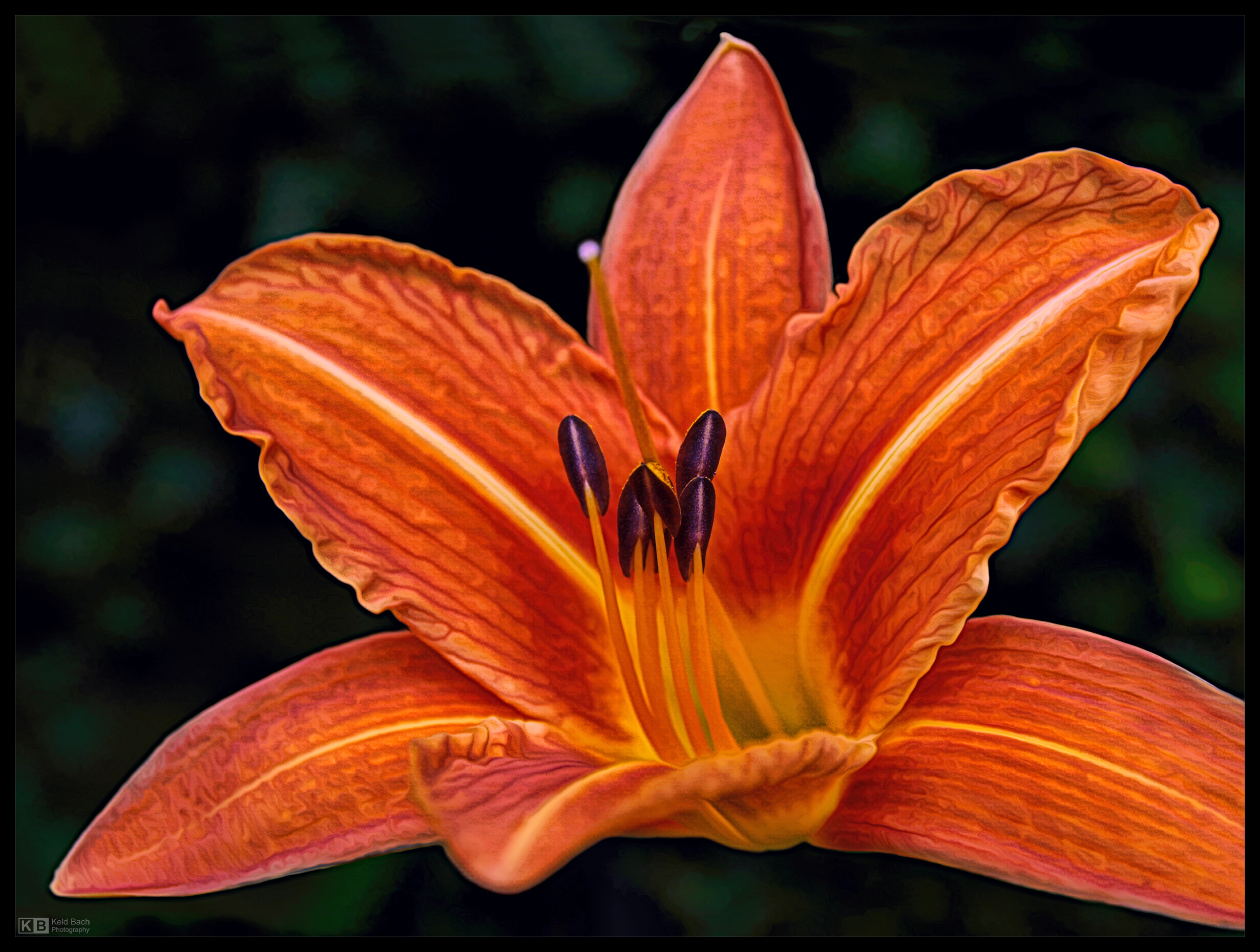 Orange Day Lily