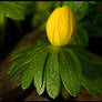 Winter Aconite