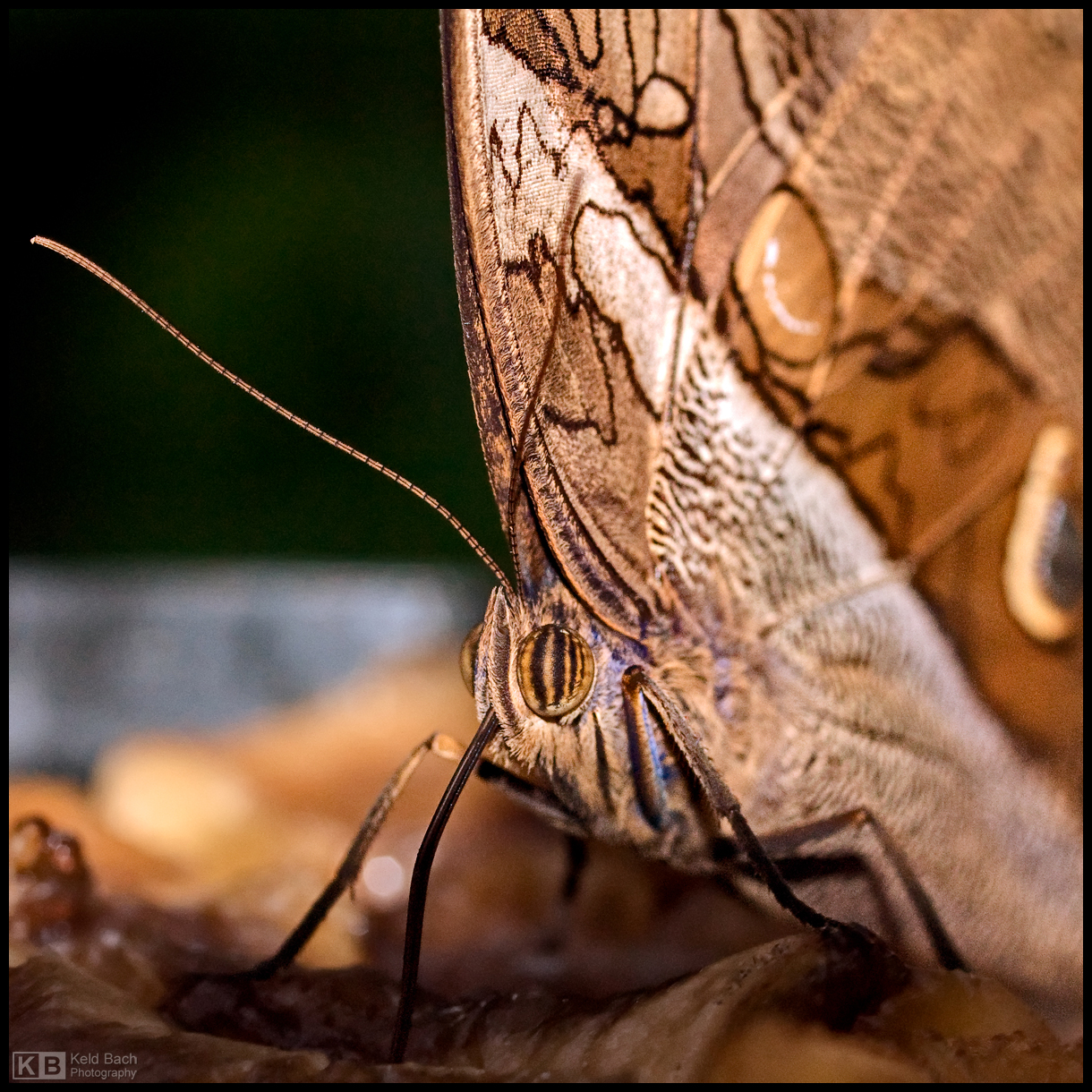 Owl Butterfly Up Close