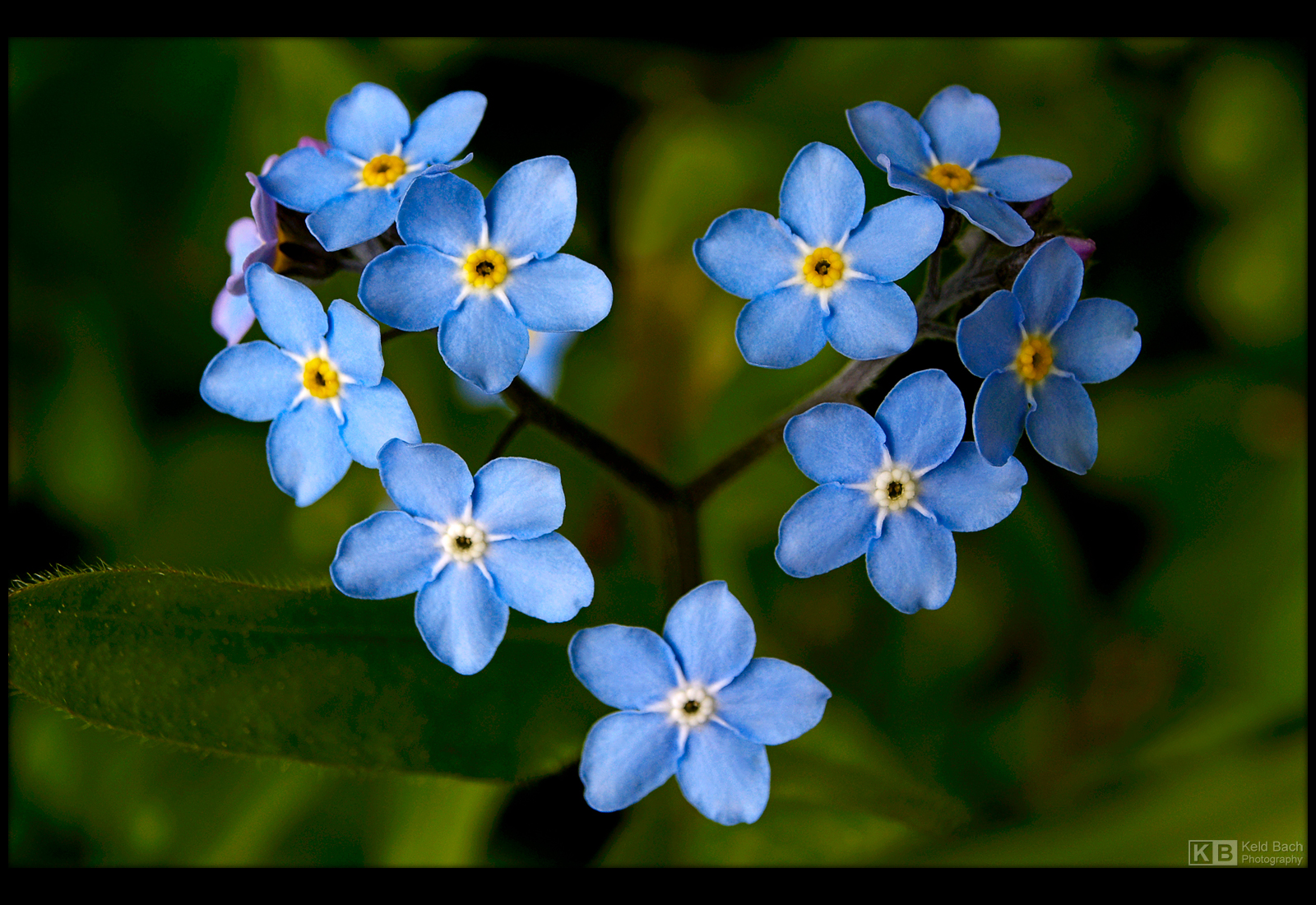 With Love from Mother Nature by KeldBach