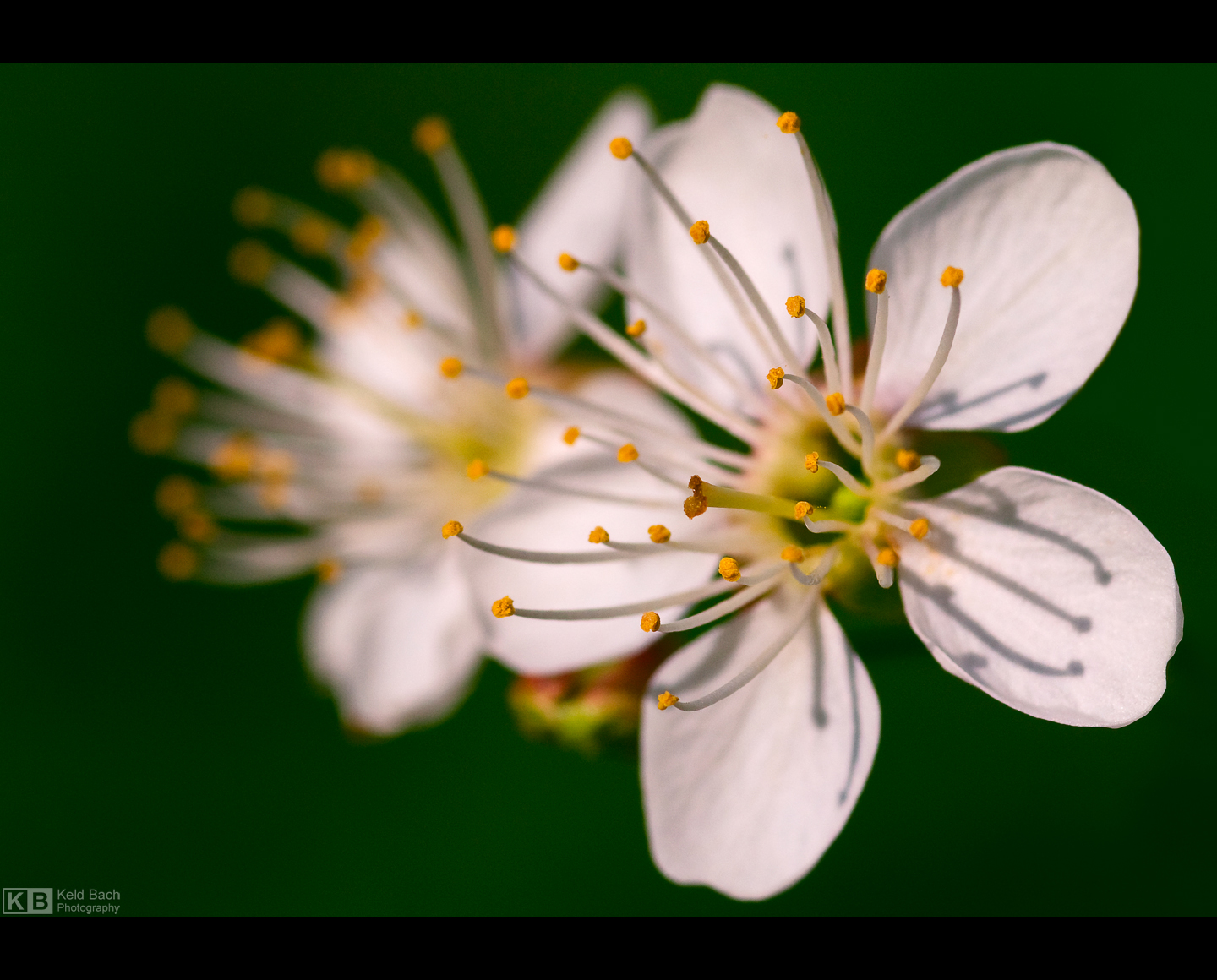 Cherry Blossoms by KeldBach