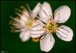 Cherry Blossoms