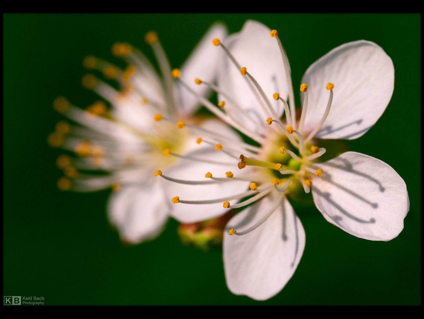 Cherry Blossoms by KeldBach