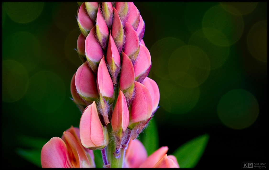 Lupin in Pink