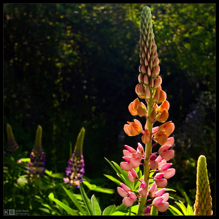 Morning Lupins
