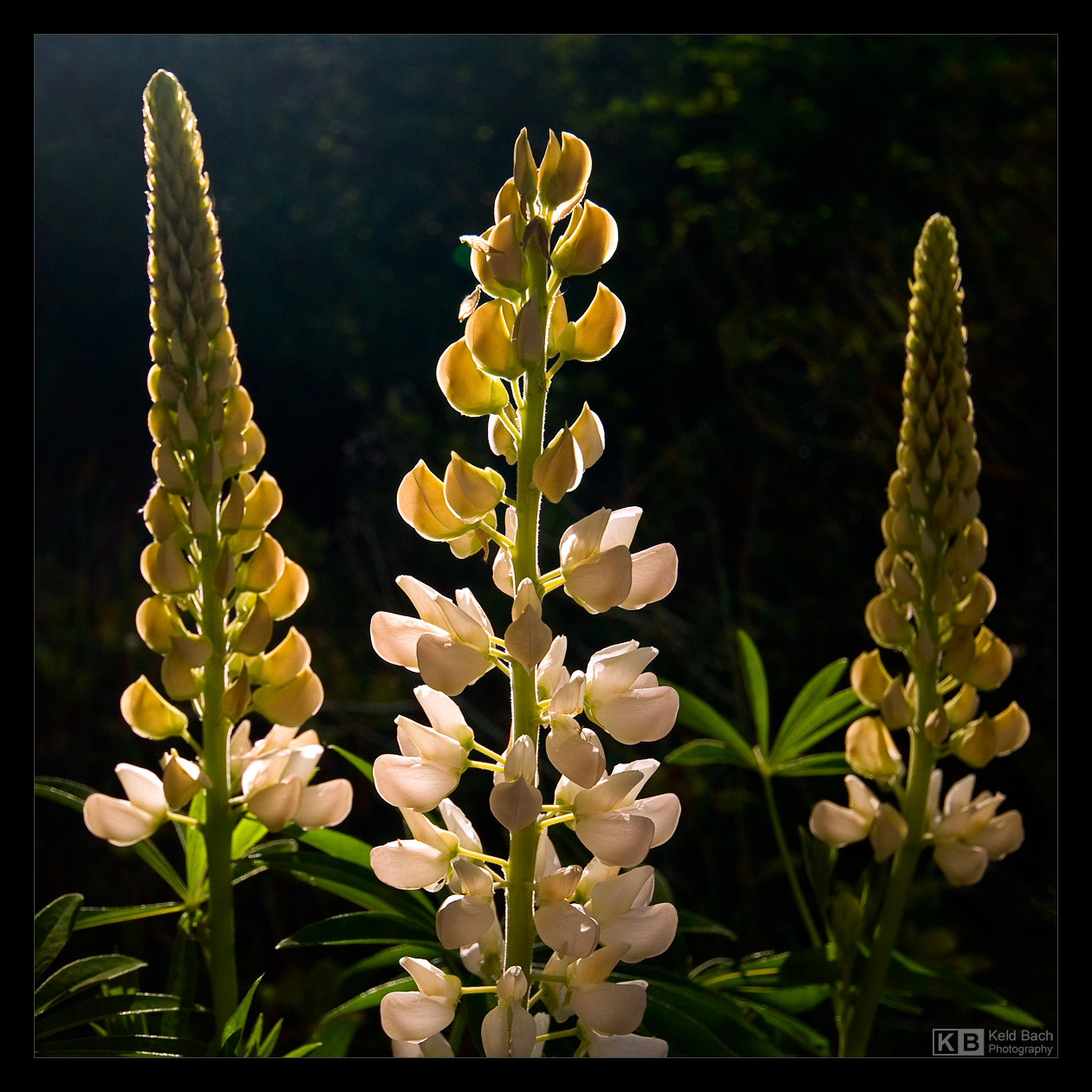 Three Sisters by KeldBach