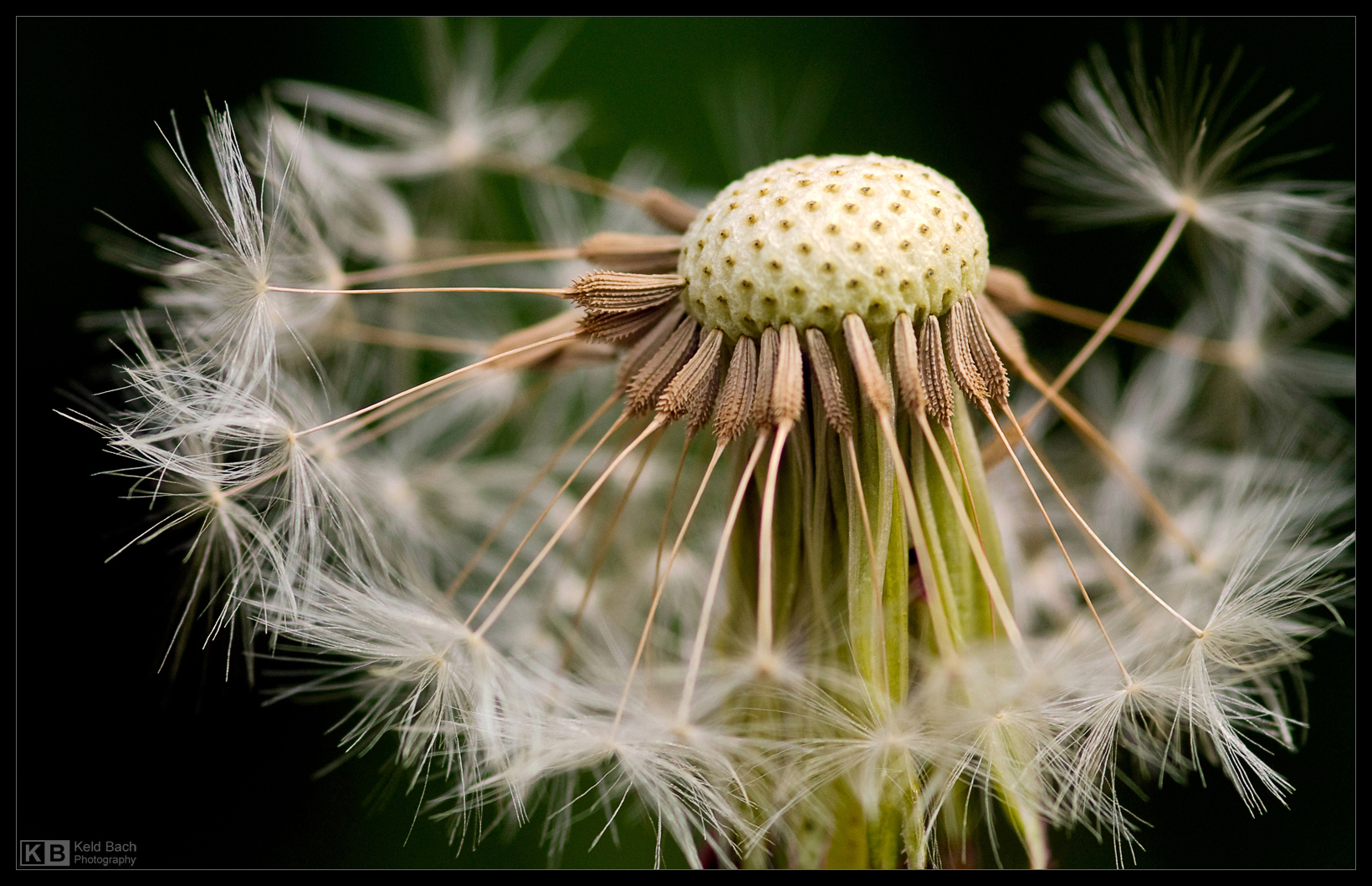 Dandelion Revisited