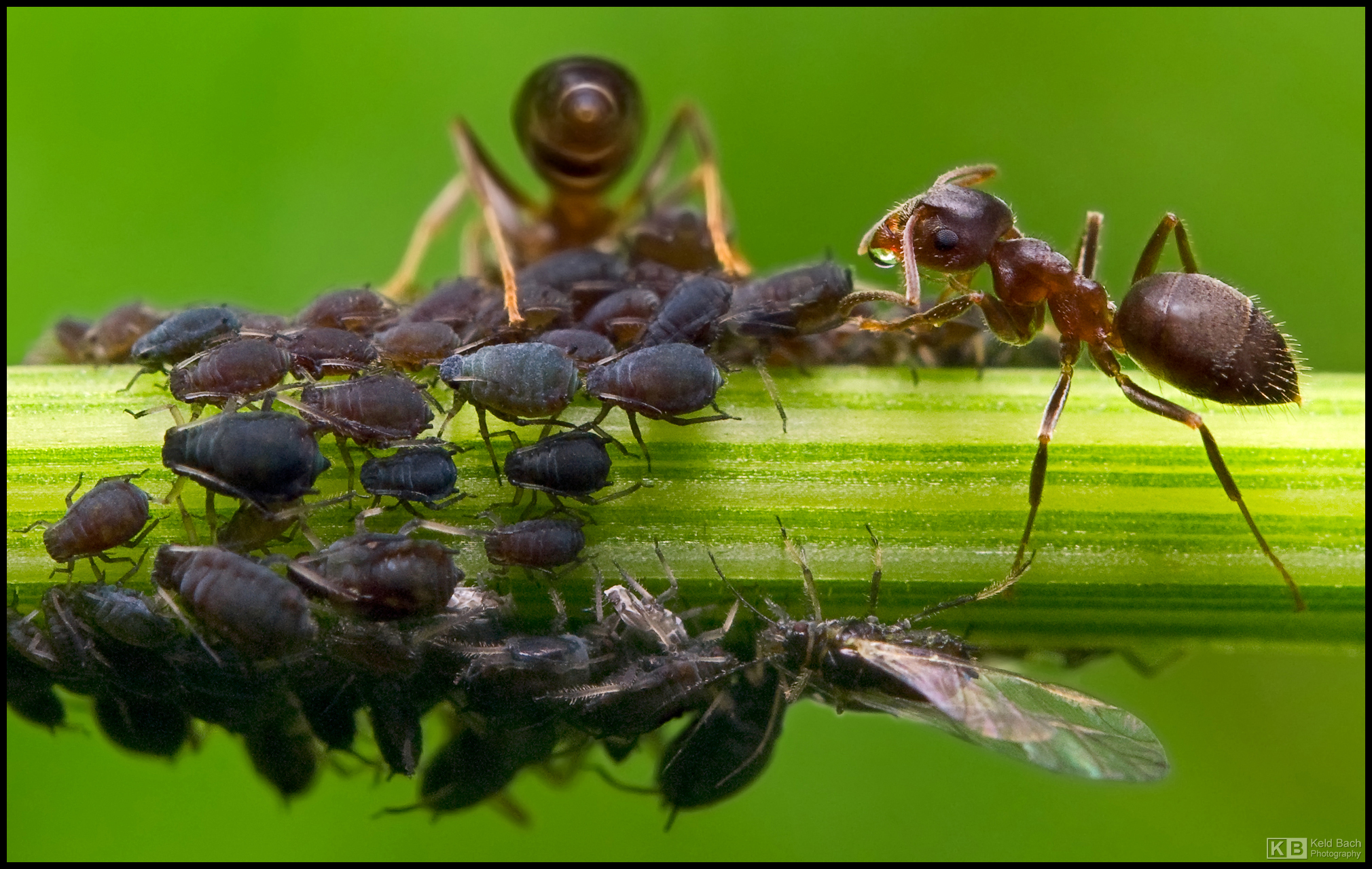 Clever Ants