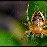 Young Garden Spider