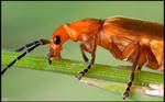 Red Soldier Beetle