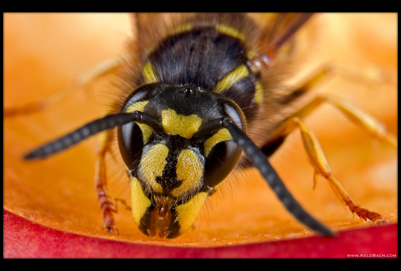 Dinner Time 3 by KeldBach