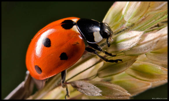 Ladybug