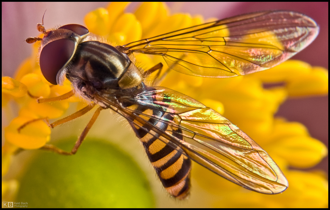 Hoverfly on Anemone