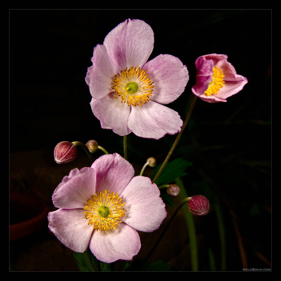 Mysterious Daisy by KeldBach