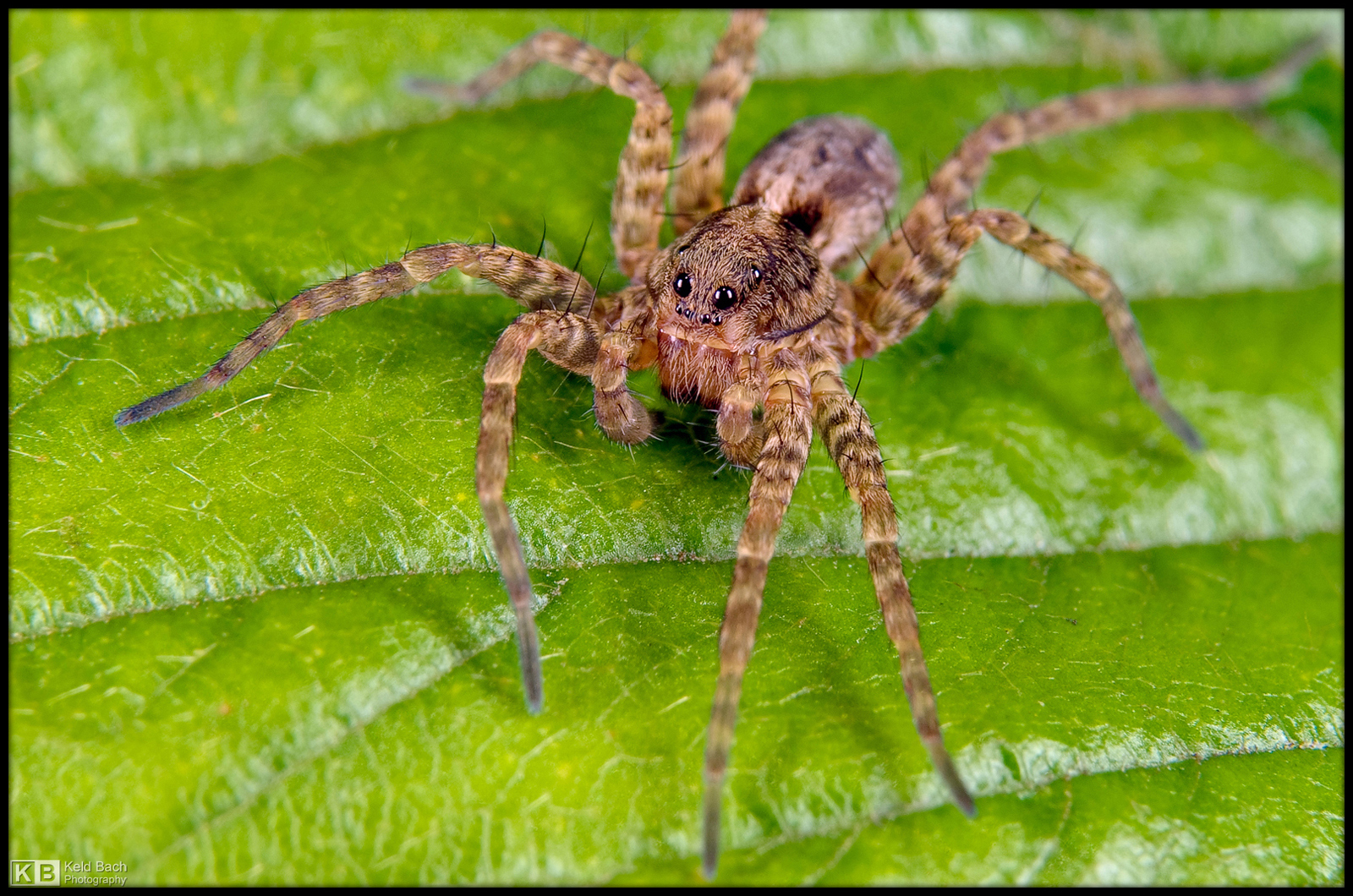 Wolf Spider Posing
