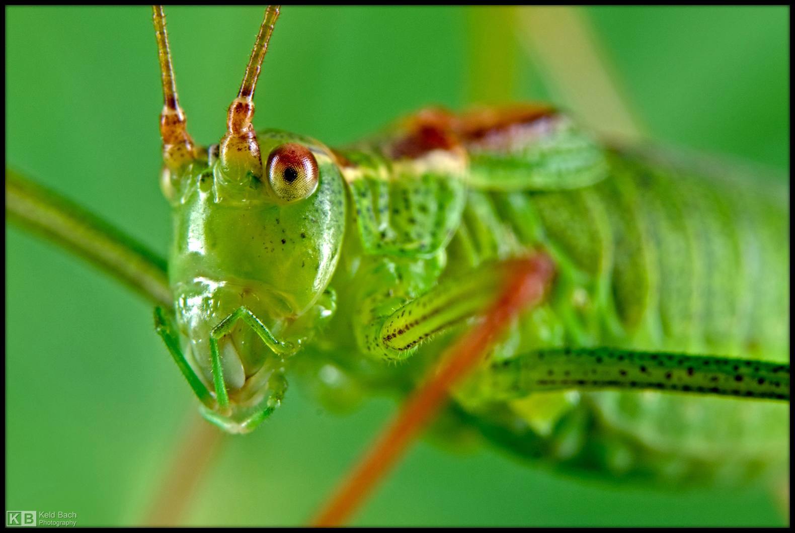 Specked Bush Cricket