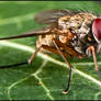 Just Another Tachinid Fly