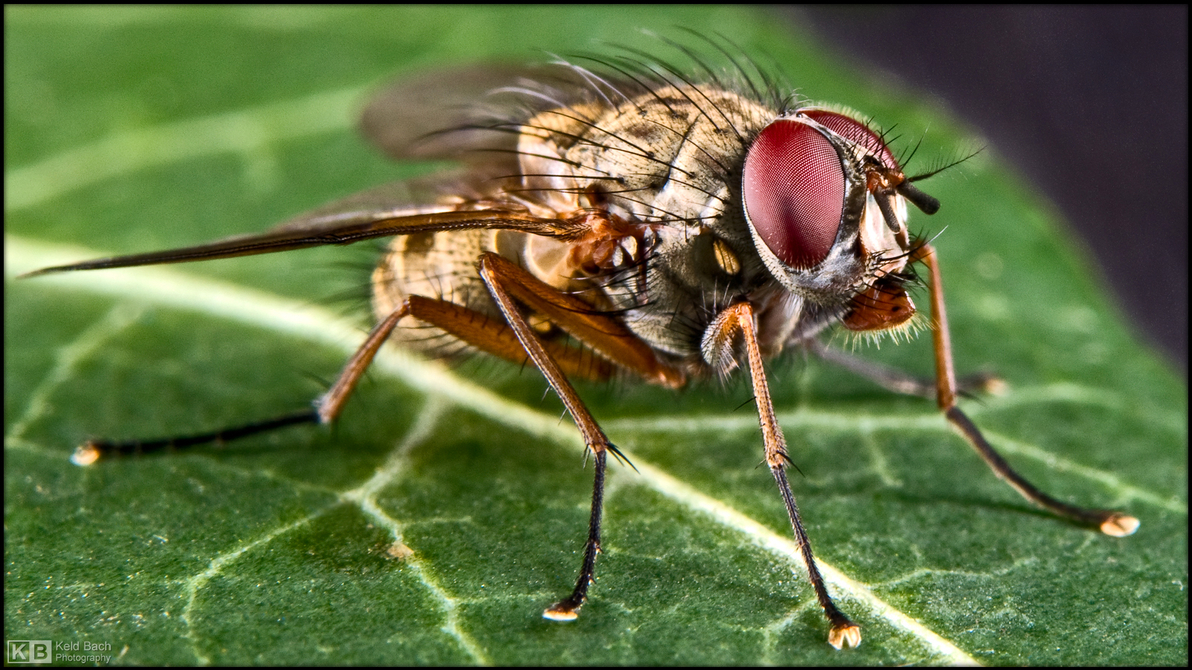 Just Another Tachinid Fly