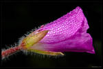 Morning Dew by KeldBach