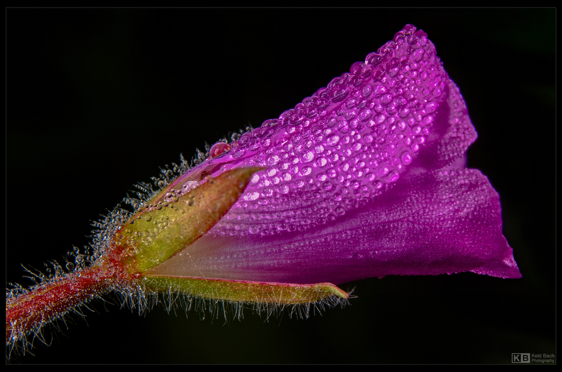 Morning Dew