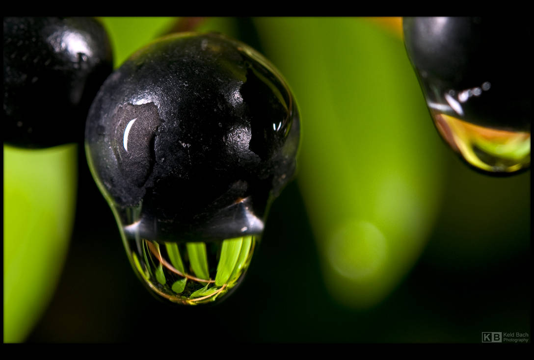 Privet Drop by KeldBach