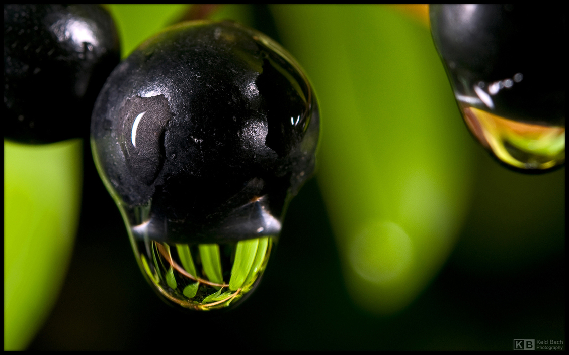 Privet Drop