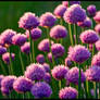 Blooming Chives