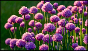 Blooming Chives by KeldBach