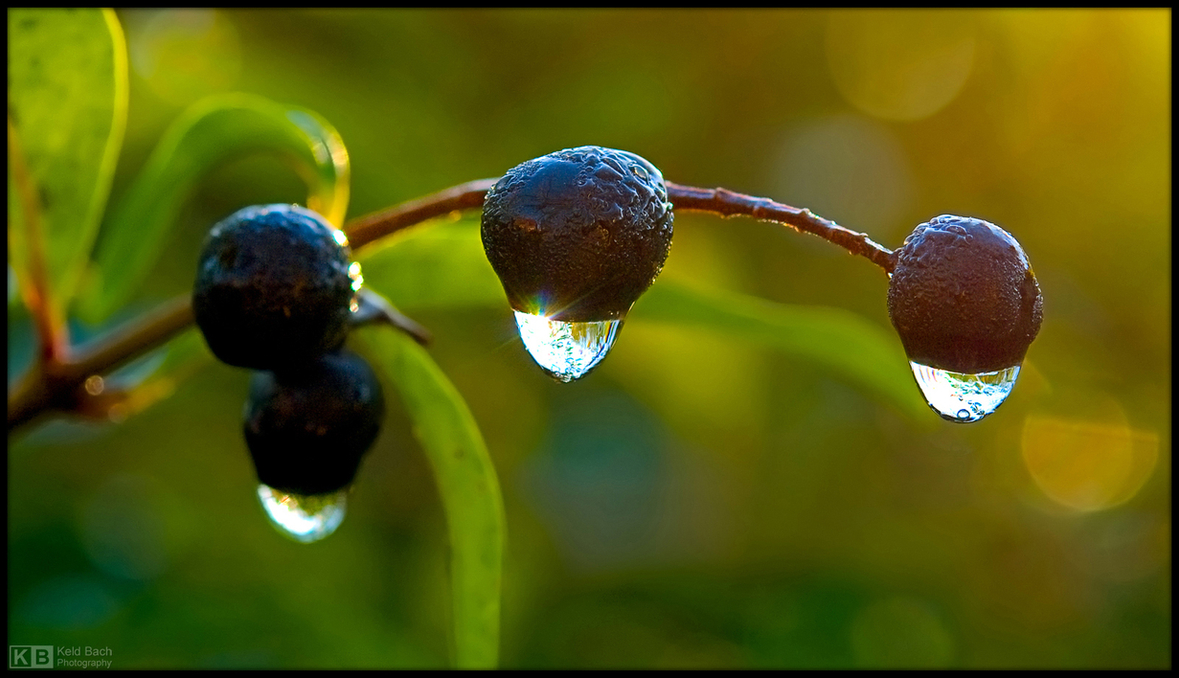 Frozen Drops