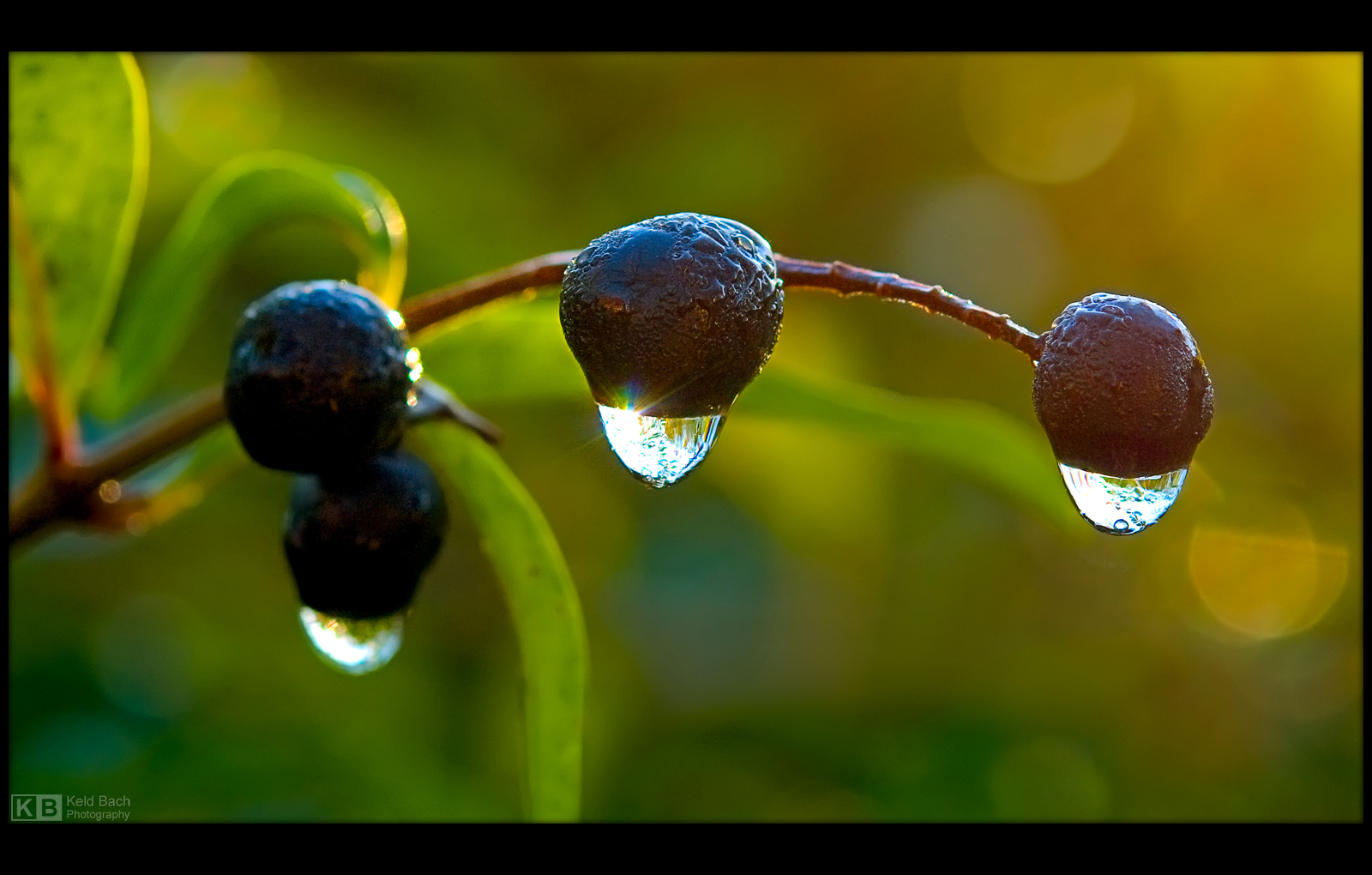 Frozen Drops by KeldBach