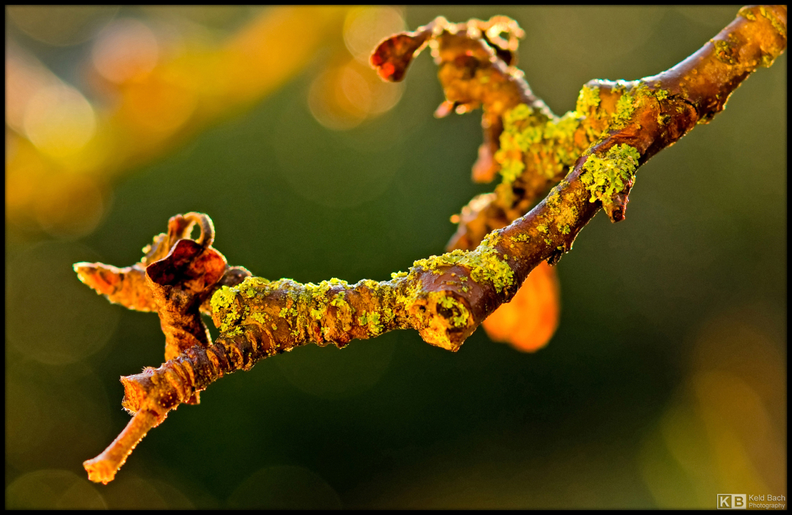 Late Autumn Mood