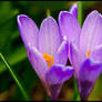 Violet Crocuses