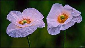 Translucent Poppies