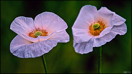 Translucent Poppies