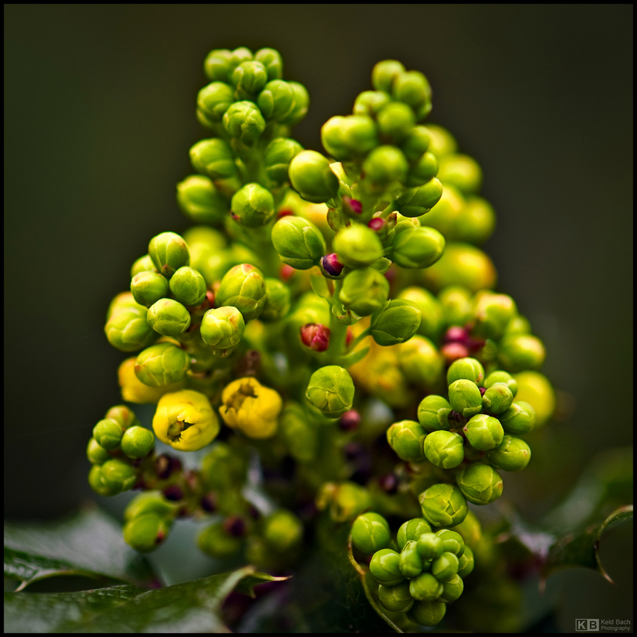 Holly Mahonia