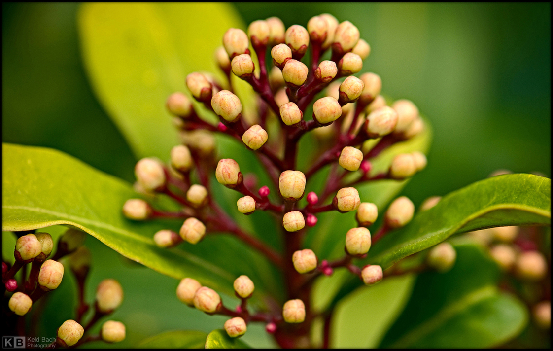 Funny Buds