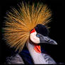 Painterly Crowned Crane