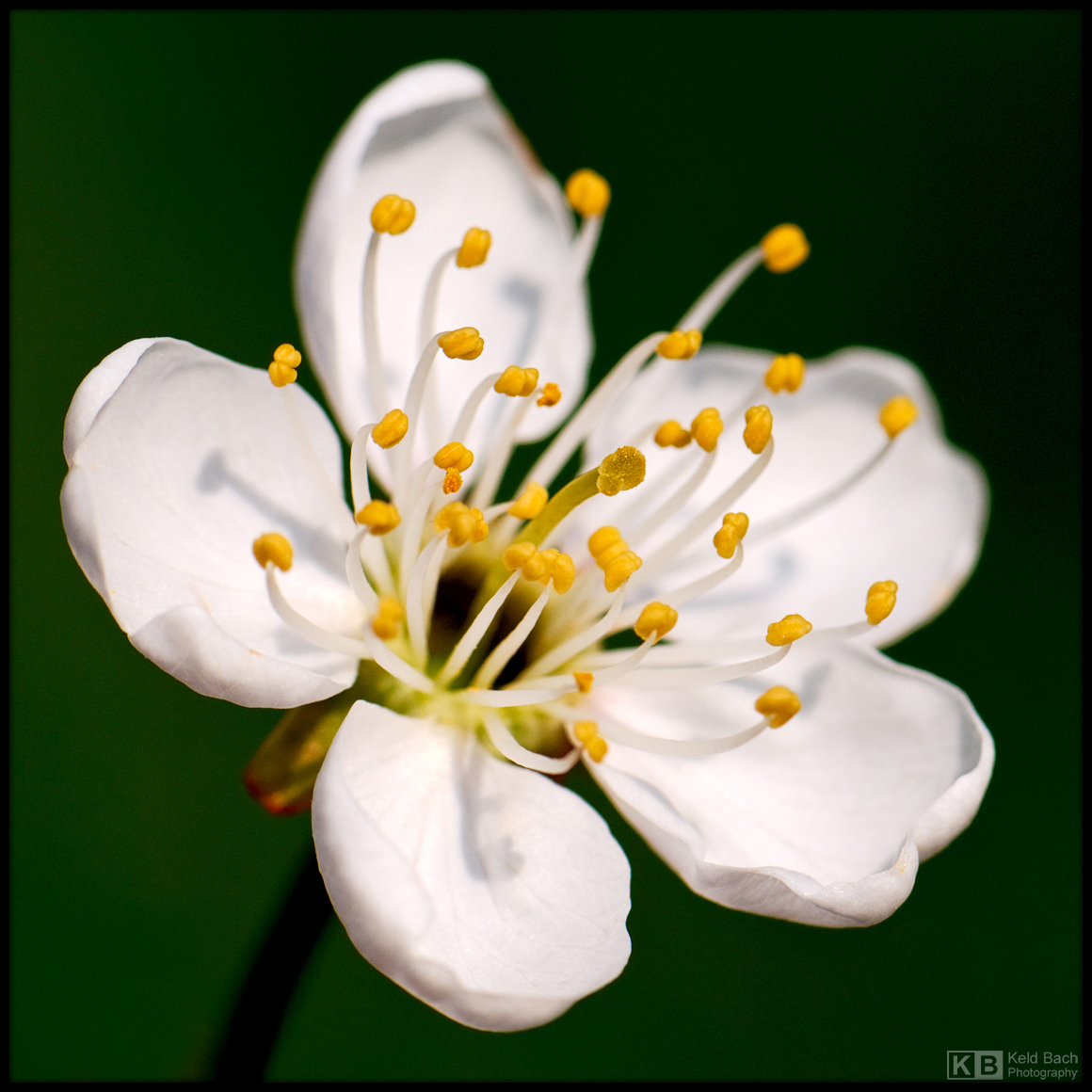 Cherry Bloom