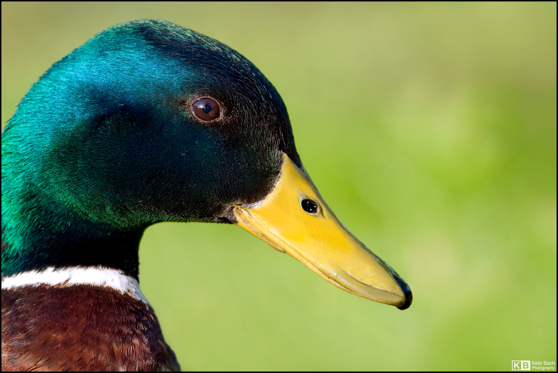 Mallard Profile
