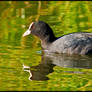 Cool Coot