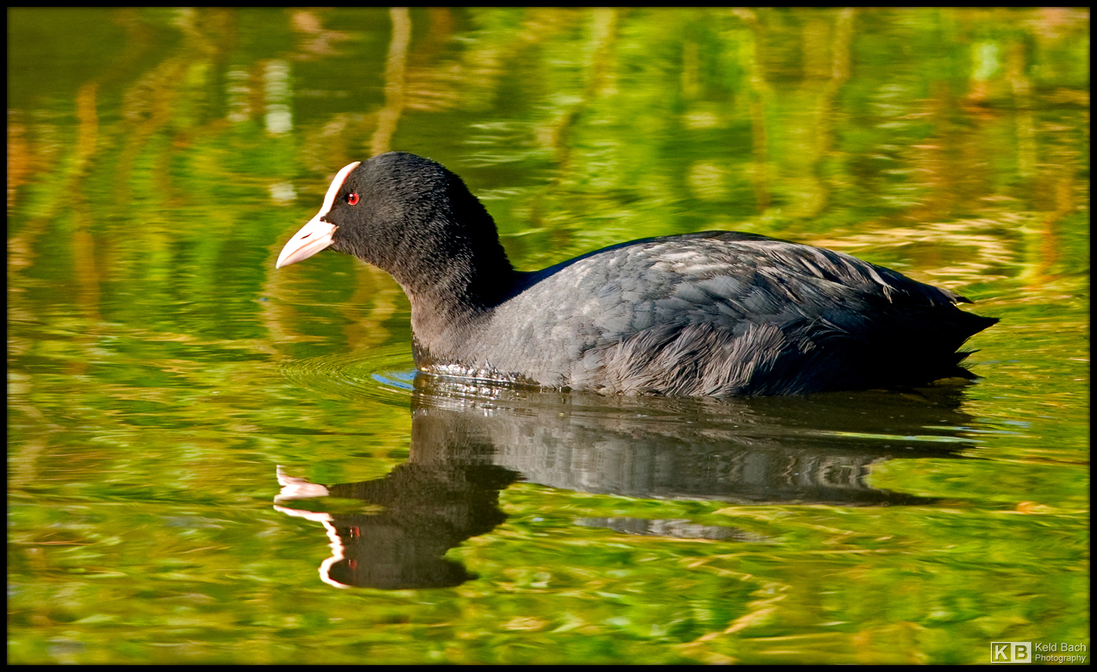 Cool Coot