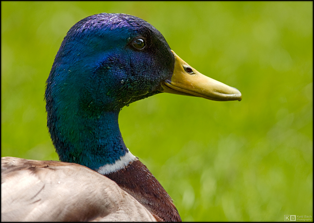 Wet Mallard Drake