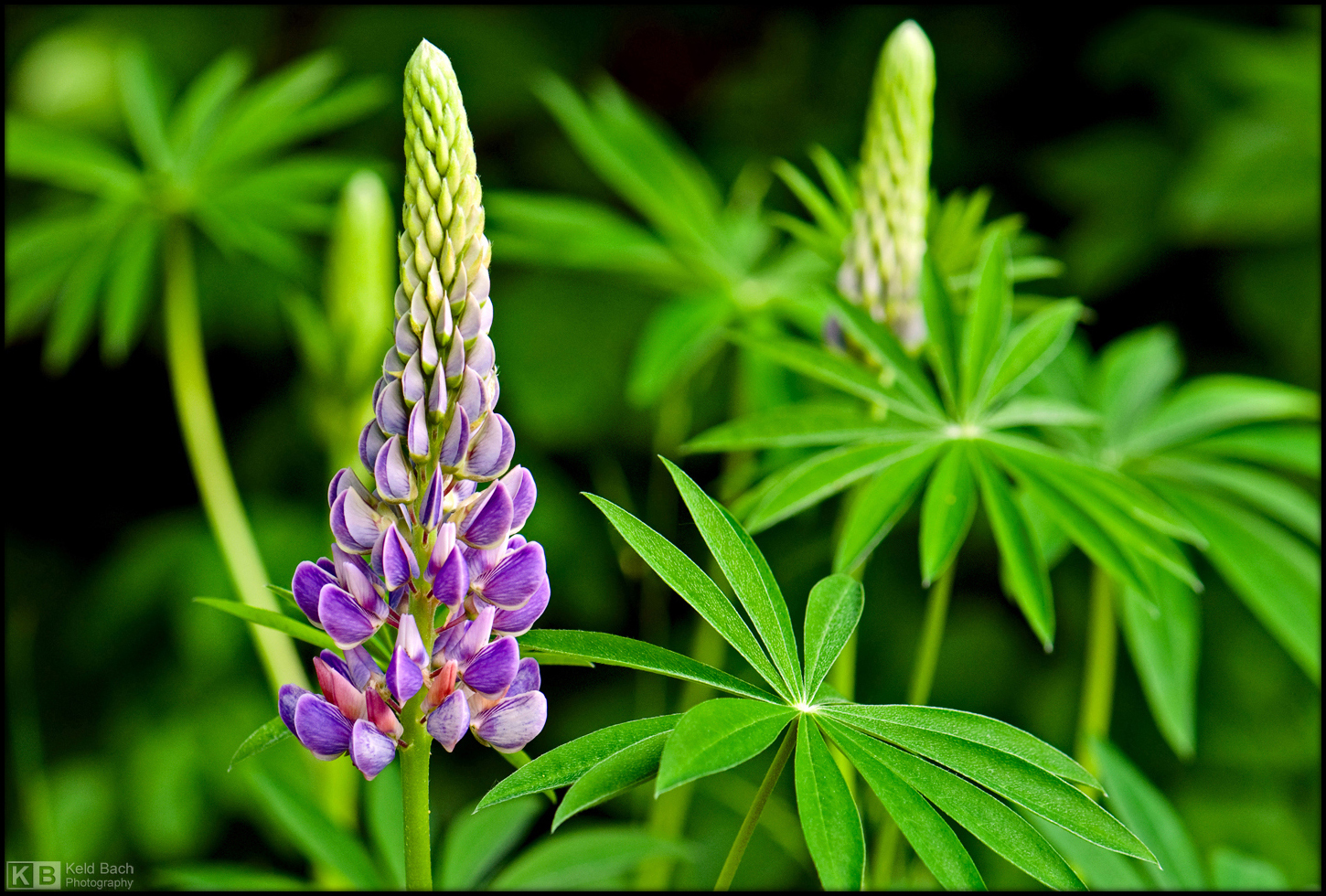 Lupin Time