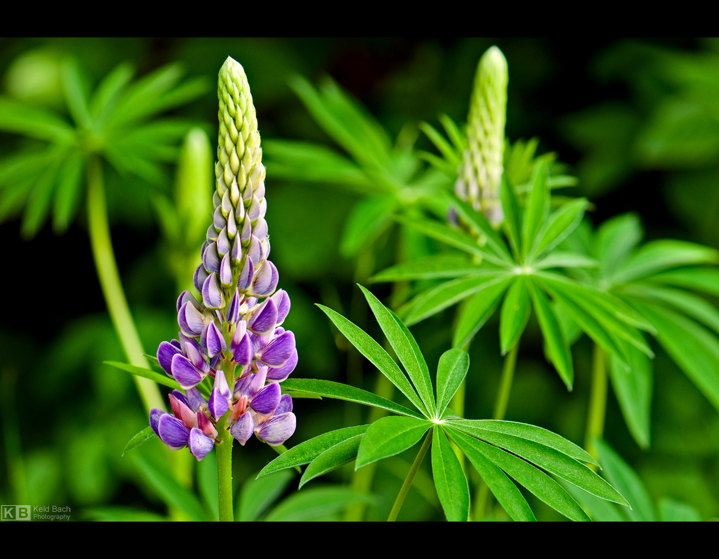 Lupin Time by KeldBach